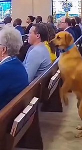 Dog Joins Congregation! This dog stands with churchgoers, mimicking their prayer posture. Adorable! #fblifestyle #AI Generated using Kling AI . . . (For entertainment purposes only. Consult professionals if guidance on activities is presented. No brand affiliation is implied if any are shown. If inspired by true events, creative adaptations may be included. Content may include public footage.) | Fabiosa Animated