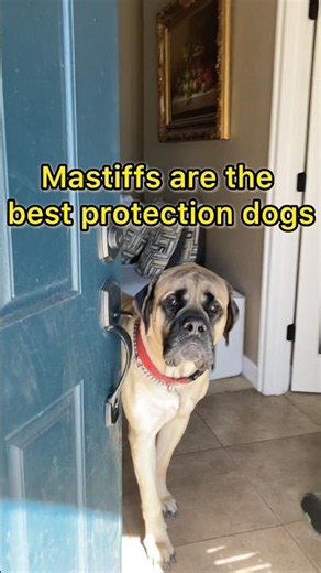 Do your mastiffs protect the house like mine do? 😂🐕 #dogshorts