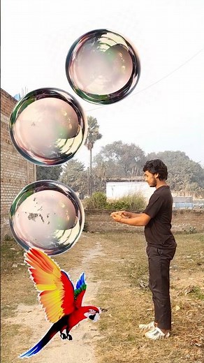 Glass boll roundings cut-parrot pegion -birds #birds #viralshorts #shorts