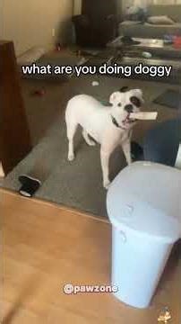 Funny Dog Reactions That Say It All 😂🐶 #dogs #funnydogs #doggielife #pets #usa #cutedog #fyp