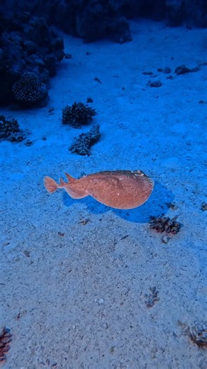 Electric Ray (Torpedo Ray) @master_liveaboards #redsea #liveaboard #electricray #torpedoray | Ahmed Ali H.