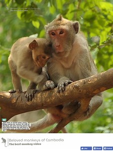 11K views · 170 reactions | Jane feels so bored when Jonna keeps asking her mother for milk all the time; she gets worried about the next time because she will have a new baby soon, so what should she do? #Monkey #Animal #Belovemonkeysofcambodia #adorablemonkey #babymonkey | Beloved Monkeys Of Cambodia | Facebook