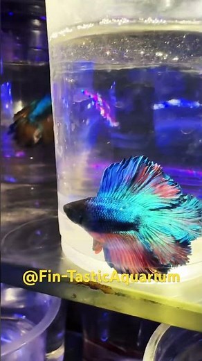 Exotic Betta Aquarium Setup 2025 🏆 | Vibrant Betta Fish Care & Display Ideas