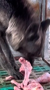 Wolf Eating asmr #asmr #wolf #eating #wolfasmr | Creative page