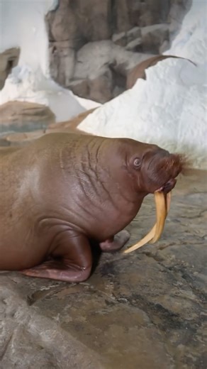 SeaWorld Orlando on Instagram: "We are here today with park president Jon Peterson talking about the habitat enhancements at Wild Arctic! Expedition Odyssey, coming Spring 2025, will take you through a tour of the Arctic then seamlessly transitions into a real-world encounter with live Arctic animals, including beluga whales and walruses. ❄️ 🌊 Want to be one of the first to ride Expedition Odyssey? Become a Pass Member today! Learn more at the link in our bio."