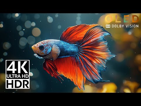 INSANE 4K Dolby Vision | HDR 60fps Color Test (OLED Demo)
