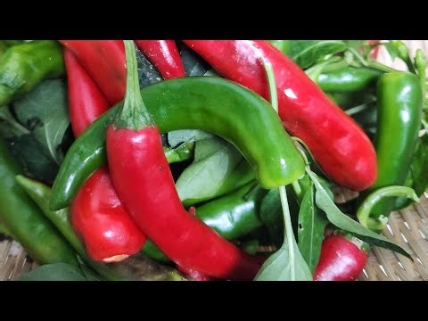 가을고추수확해서 고추전해요