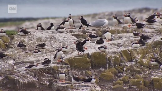 CNN gets a rare glimpse at the conservation work on Inner Farne Island, where rangers are trying to keep puffin populations afloat as global temperature rise disrupts their food chain https://cnn.it/3yCtHMR | CNN International