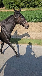Look who finally joined us in Kentucky! Miss Missouri🌸 In need of a reset. She lost a shoe during the ride. Nice solid mule that you will be seeing more of in the coming weeks. She is currently turned out on pasture until I get her shoes reset. 9 year old gaited molly. Stands over 15 hands. My DMs are open for discussion. #goodmules #mulecountry #mulesrule #mulegirl #muleskinner #lovemymules #mules #bestmules #bestmules #aemules #Tennessee #kentucky #gaitedmule #mulegirlsofkentucky #mulegirlsof