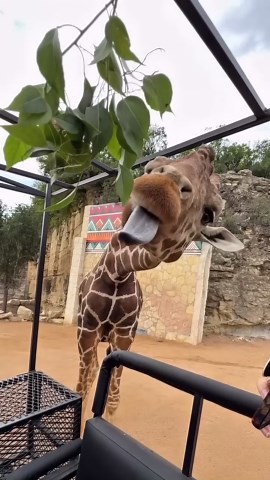 Giraffe munches through leaves like a feeding machine
