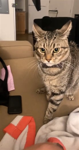 529K views · 10K reactions | Someone a grumpy gills today 藍 #catlover #fightingcat #funnypets #funnyvideo #tabbycats #cats #crazycat | Boobies fierce | Facebook