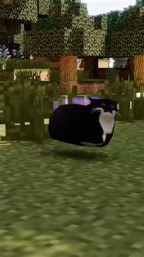 The internet cannot forget Maxwell the cat