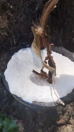 The process of freezing rubber sap by mixing it with vinegar water #latex