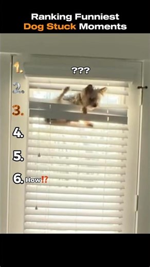 Ranking Funniest Dog stuck Moments #shorts