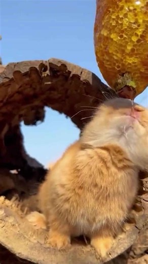 The Playful Nature of the Walrus and Astonishing Animal Showdowns