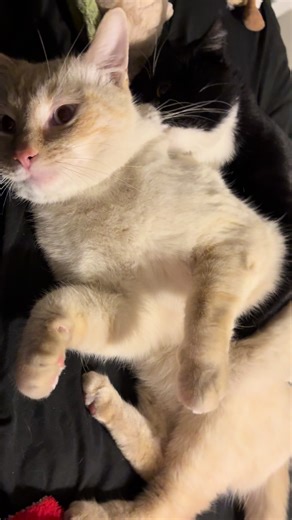 Prettykittykatt (@prettykittyykatt_)’s videos with original sound - Prettykittykatt