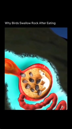 Science • History • Nature Facts on Instagram: "Did you know birds swallow ROCKS to digest their food? Birds don't have teeth, so they use their gizzard—a powerful, muscular stomach—to grind up tough food. Swallowing small stones or grit acts like a miniature mill inside their body, crushing bones, seeds, and tough fibers! This is called gastroliths, and it's essential for their survival, especially when eating whole prey like mice! Follow now for more mind-blowing facts! #Animals #Nature #Birds