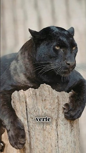The black panther is a dark-colored version of big cats like the leopard or the jaguar