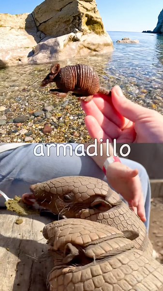 Kids Learn | Animal Names at the Shore: Armadillo Pig Leopard Owl Giraffe