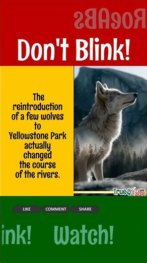 How Wolves Can LITERALLY Change the Path of a River 🏞️