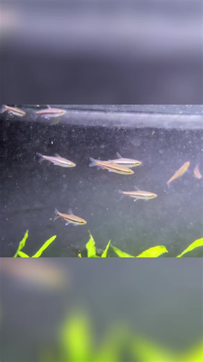 Darker, tea-stained water will boost their colors! Plus, a heavily planted tank with floating plants = happy fish. #FishCare #Aquarium #PlantedTank #FishTips