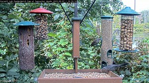 11K views · 493 reactions | Have you seen a Gray Catbird before?...