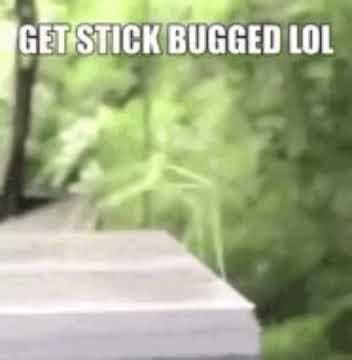 Stick Bug #humor #memes #stickbug #comedy #funny #fun #funnyshorts #bug #dance #nonsense #music