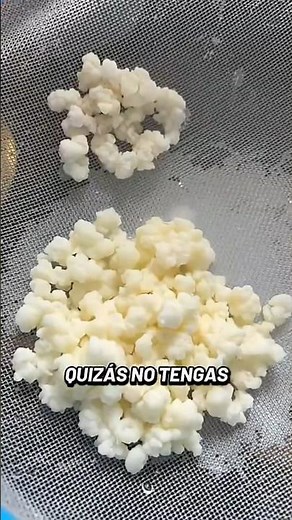 🚫CAUTION! How to tell if your milk kefir grains are DAMAGED #Bulgaros #Kefir #MilkKefir