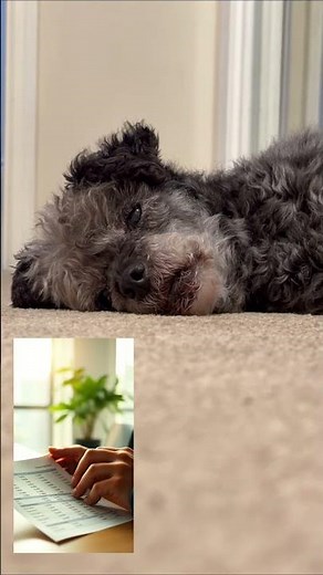 Talk With Murphy The Annuity Dog