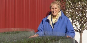 Growing gold: It’s saffron harvesting time!