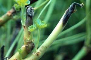 Botrytis blight conditions expected in greenhouses