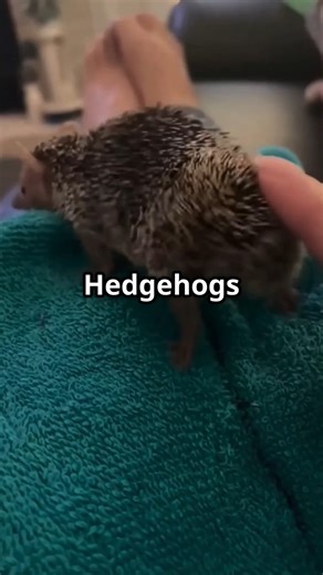 Did you know hedgehogs have a hilarious way of scratching their itchy backsides? 璉 With their short legs and spiky backs, they can’t reach easily — so they rub against rocks, tree bark, or anything rough they can find! Some even do a little butt wiggle to get relief. Find out why this adorable behavior is more common than you’d think! #HedgehogFacts #CuteAnimals #AnimalBehavior #FunnyAnimals #Wildlife #DidYouKnow | Creaticles | Facebook