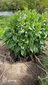 The reason that comfrey makes such a great fertiliser, look at those roots! https://www.growveg.com/guides/feeding-your-plants-for-free/ | GrowVeg