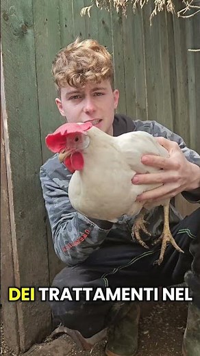 Addio Parassiti! 3 Modi per Eliminare Acari #galline #pollaio #acari #pidocchi #allevamento