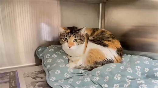 ‼️The shelter has changed their euthanasia policy resulting in losing cats without warning on Mondays, Wednesdays and Fridays.‼️ 12/4-This beautiful cat is Georgia and she probably never imagined being back in the same shelter she was adopted from as a kitten. You see, Georgia was here over 4 years ago when she was a baby. Now she’s back because her owner is MOVING. We’d love to see this girl get out for good. 💔 🐾 4 years old 🐾 8.3 lbs 🐾 been back at the shelter since 11/15 🐾 spayed and can