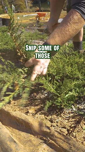 HOW TO: Prune Junipers in Early November (w/ Brandon S.) - #howtoprune #juniper #fallseason #planttips #sargentjuniper #localbusiness #NorthCarolina #ValdeseNC #ConnellySpringsNC | Settlemyre Nursery