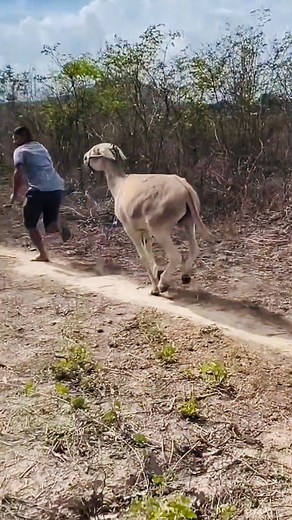 Man chased by Lovesick Donkey🤣🤣…400M views watch till the end💯 | Aspireke