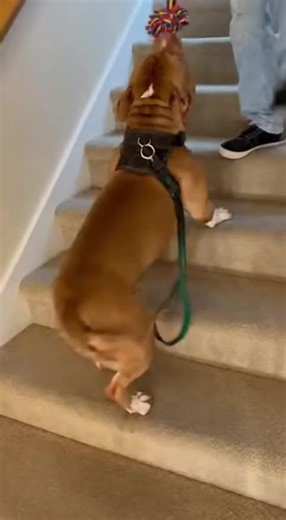 Strong dog climbs hard, slips all the way to the bottom#DogStairFail #FunnyDogMoments #DogMoments #ClumsyDog #PetFails