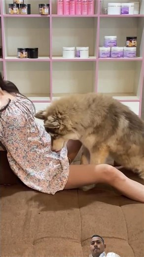 SUPER FUNNY TOTO , STOP Letting TOTO Steal #shortsfeed #funny #memes #memelive #memearchive reaction