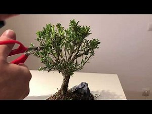 Bonsai for Beginners - first pruning and repotting