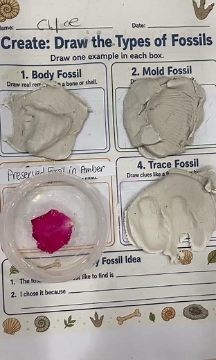 Different Types of Fossils 🦴 Science Activity