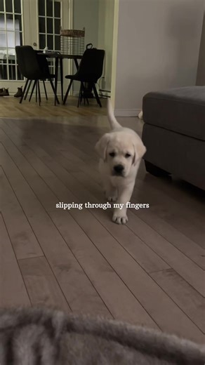 Happy gotcha day little angel💙one year with you flew by #gotchadaydog #dogsoftik #gotcha #fyp #CapCut