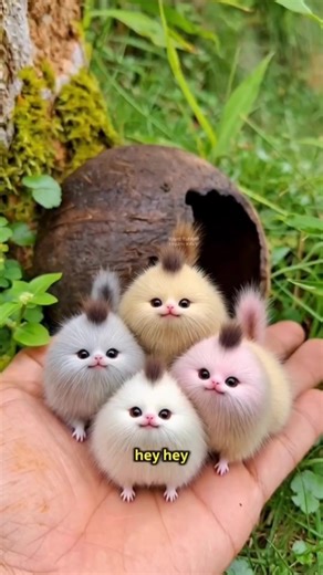 Coconut Surprise: Adorable Animals and Watermelon Fun