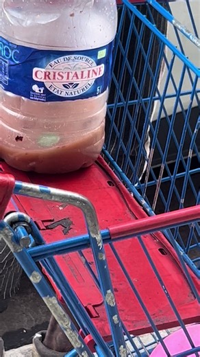 Notre Joselito national aurait découvert le secret de la potion magique dans Astérix et Obélix. Il nous a même proposé d’y goûter avec lui… une invitation que nous avons malheureusement dû refuser. #pourtoi #guadeloupe #pointeapitre #971