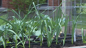How to Plant Your Own Salsa Garden