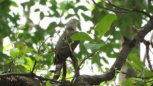 What is the Common Hawk-Cuckoo also known as? Here’s a clue: Tune in to the video’s audio and pop in with your answers. #DidYouKnow Common hawk-cuckoos resemble shikras/hawks thus the name. They are brood parasites, laying their eggs in the nest of babblers. #CommonHawkCuckoo #Birds #WithPugdundee #PugdundeeSafaris #WildlifeOfIndia #ForestsOfIndia #Travel #WildlifePhotography #TigerSafari | Pugdundee Safaris
