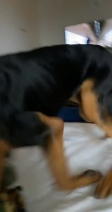 165K views · 1.2K reactions | "Adopted a hound from pound while in dorms" | Air Force amn/nco/snco | Facebook