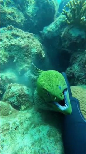 He thought he was safe... then THIS happened! 🌊🦈 #EelAttack #shortvideo #shorts