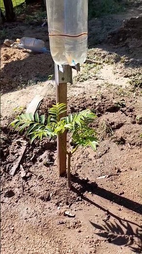 Easy, Simple, and Cheap DIY Plant and Orchard Irrigator