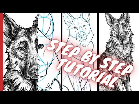 Einen Hund mit Bleistift zeichnen lernen Schritt für Schritt Tutorial - der Schäferhund - Anleitung
